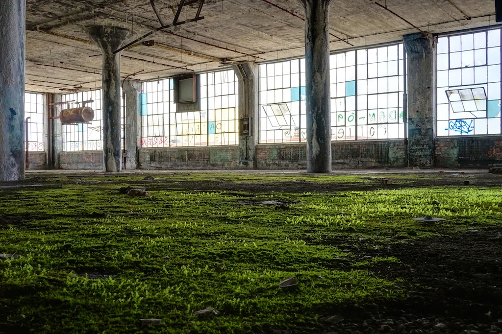 Nature-is-taking-back-Detroit